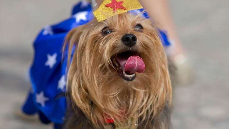 Dog Care Tips To Beat The Heat