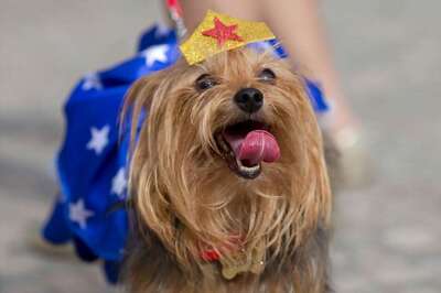 Dog Care Tips To Beat The Heat