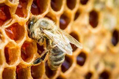 World's Largest Bee Spotted After 40 Years in Indonesia