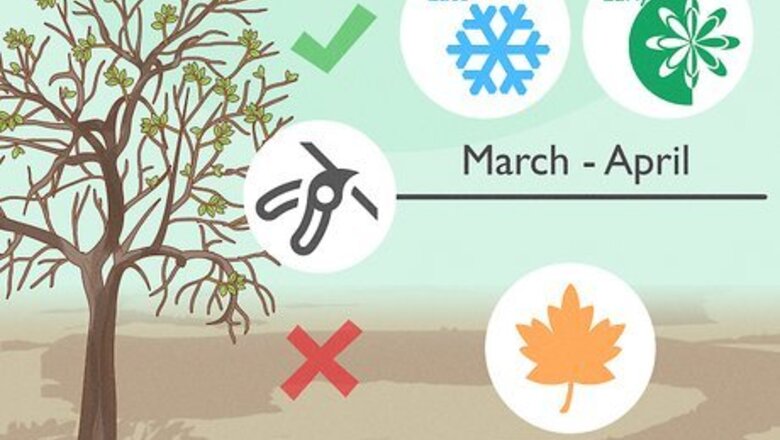 How to Prune an Apple Tree to Grow Better Fruit
