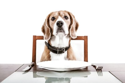 Dogs Understand Both Words and Intonation Of Human Speech