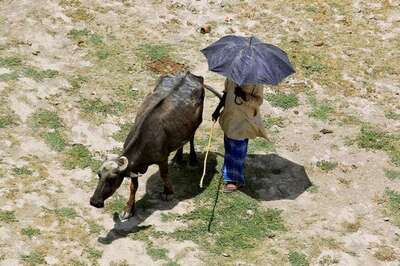 Global Warming Will Make Insects Hungrier, Lead Them to Eat Key Crops: Study