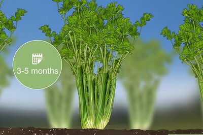 How to Harvest Celery