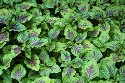 Fighting Cancer to Lowering Cholesterol: The Many Benefits of Amaranth Leaves