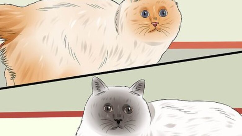 How to Identify Birman Cats