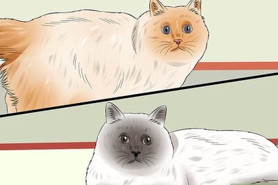 How to Identify Birman Cats