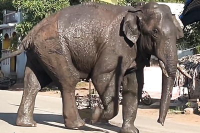 All Efforts on to Nab Arikomban, Says TN CM, Announces Compensation for Kin of Deceased