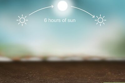 How to Grow Snow Peas