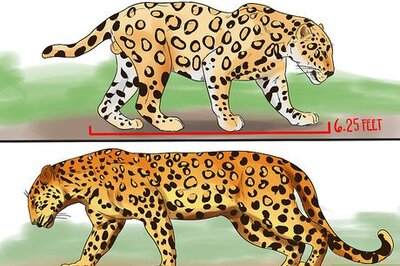 How to Tell a Jaguar from a Leopard