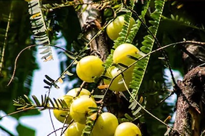 Detoxifying Liver To Preventing Hairfall, Benefits Of Drinking Amla Juice In Monsoon