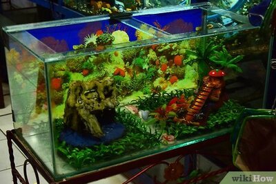 How to Set Up a Turtle Tank