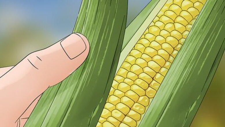 How to Control Corn Ear Worms