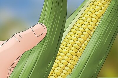 How to Control Corn Ear Worms