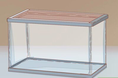 How to Care for Turtles