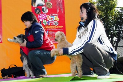 Dog yoga class sets new world record in Hong Kong