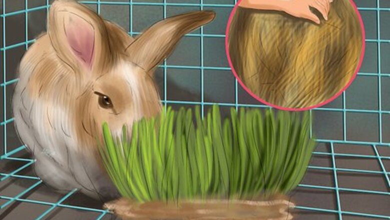 How to Prevent Dental Problems in Rabbits