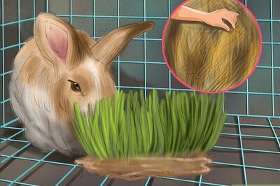 How to Prevent Dental Problems in Rabbits