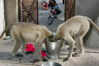 Himachal voters make monkey menace a big poll issue
