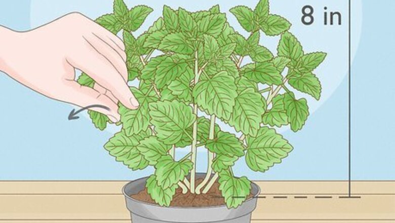 How to Harvest Catnip