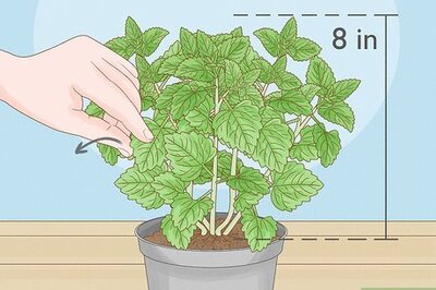 How to Harvest Catnip