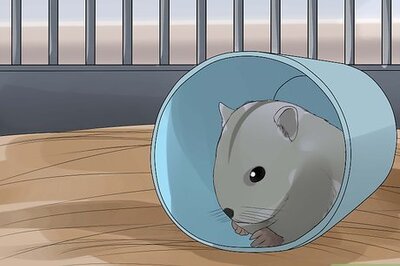 How to Care for Chinese Dwarf Hamsters