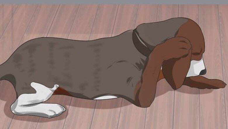 How to Treat Ear Infections in Beagles