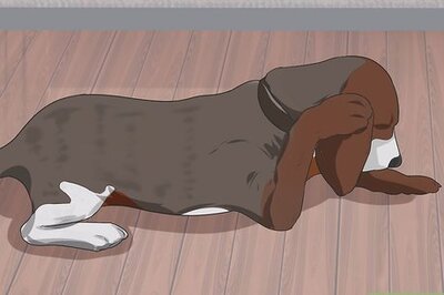 How to Treat Ear Infections in Beagles