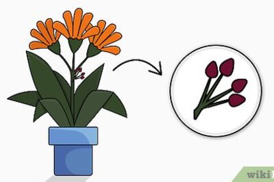 How to Plant Bush Lily