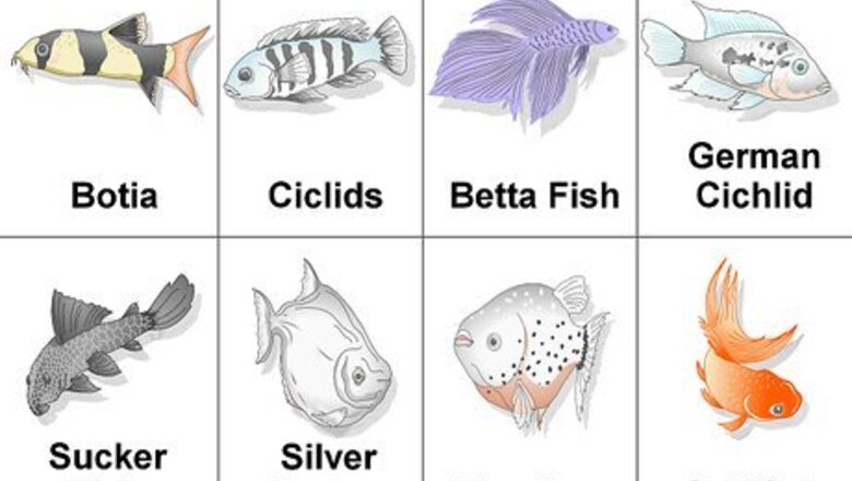 How to Set up a Coldwater Aquarium