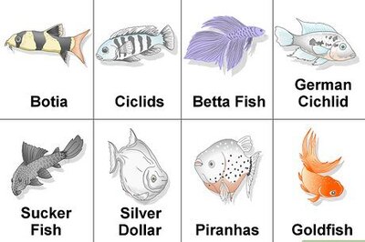 How to Set up a Coldwater Aquarium