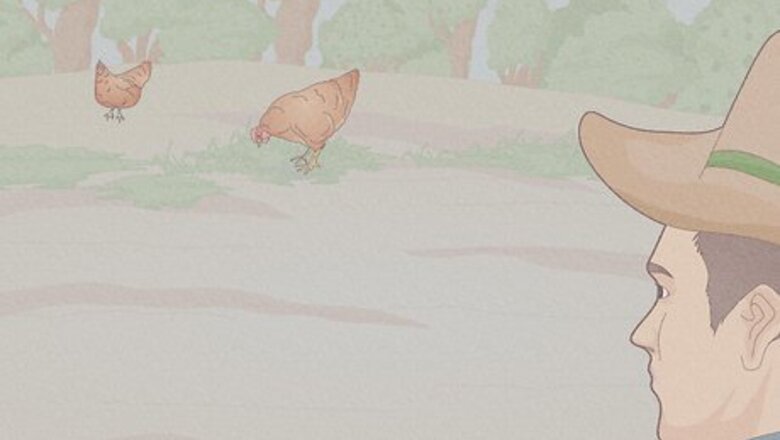 How to Catch a Chicken