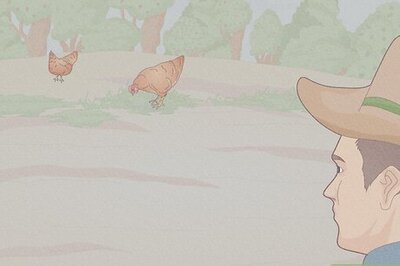 How to Catch a Chicken