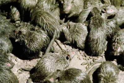 Oh Rats! Japan Convenience Store Apologises After Rodent Video in its Tokyo Store Goes Viral
