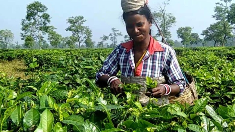 Assam Tea Union Demand 20% Puja Bonus for Workers Ahead of Festival Season, Assembly Polls