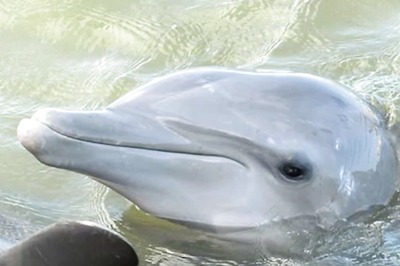 Elderly Man Claims He Was In A 9-month-long Relation With A Dolphin In His 20s