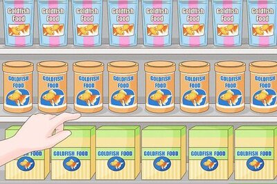 How to Feed Goldfish