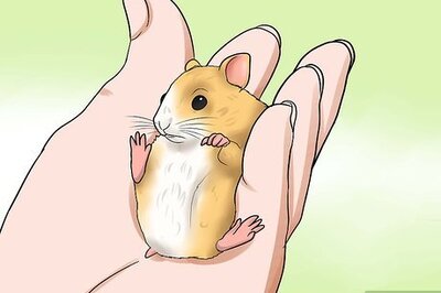 How to Treat Wet Tail