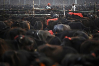 Eating Beef Legal in Maharashtra, Slaughter Ban Stays: Bombay HC