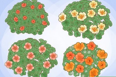 How to Grow Nasturtiums