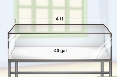 How to Keep Japanese Weather Loaches