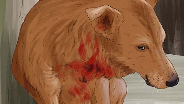 How to Return a Stray Dog to Its Owner