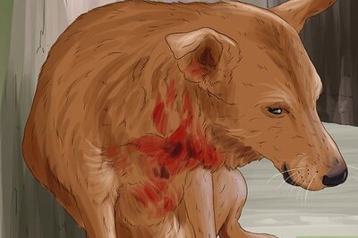 How to Return a Stray Dog to Its Owner