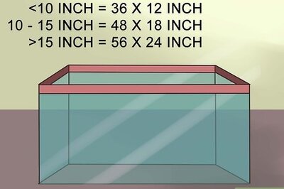 How to Care for Uromastyx Lizards
