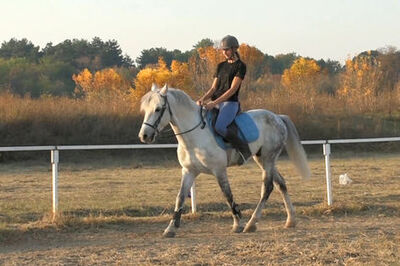 How to Sit the Canter Properly