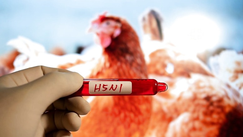 Bird Flu Scare: Govt Checks Virus Strains Circulating in India, Poultry Lobby Finds No Unusual Trend