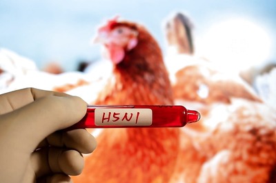 Bird Flu Scare: Govt Checks Virus Strains Circulating in India, Poultry Lobby Finds No Unusual Trend