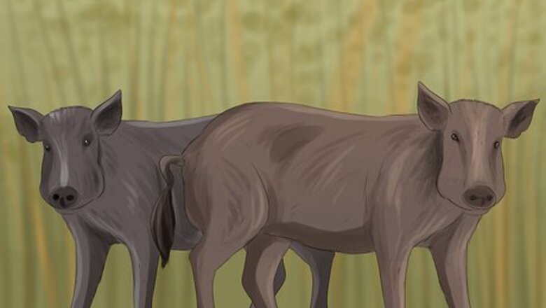 How to Identify Empathy in Animals