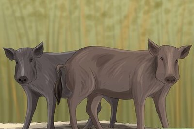How to Identify Empathy in Animals
