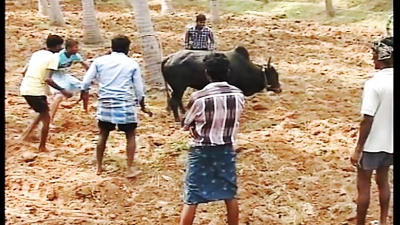 SC to hear pleas against government notification lifting ban on jallikattu