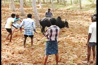 SC to hear pleas against government notification lifting ban on jallikattu